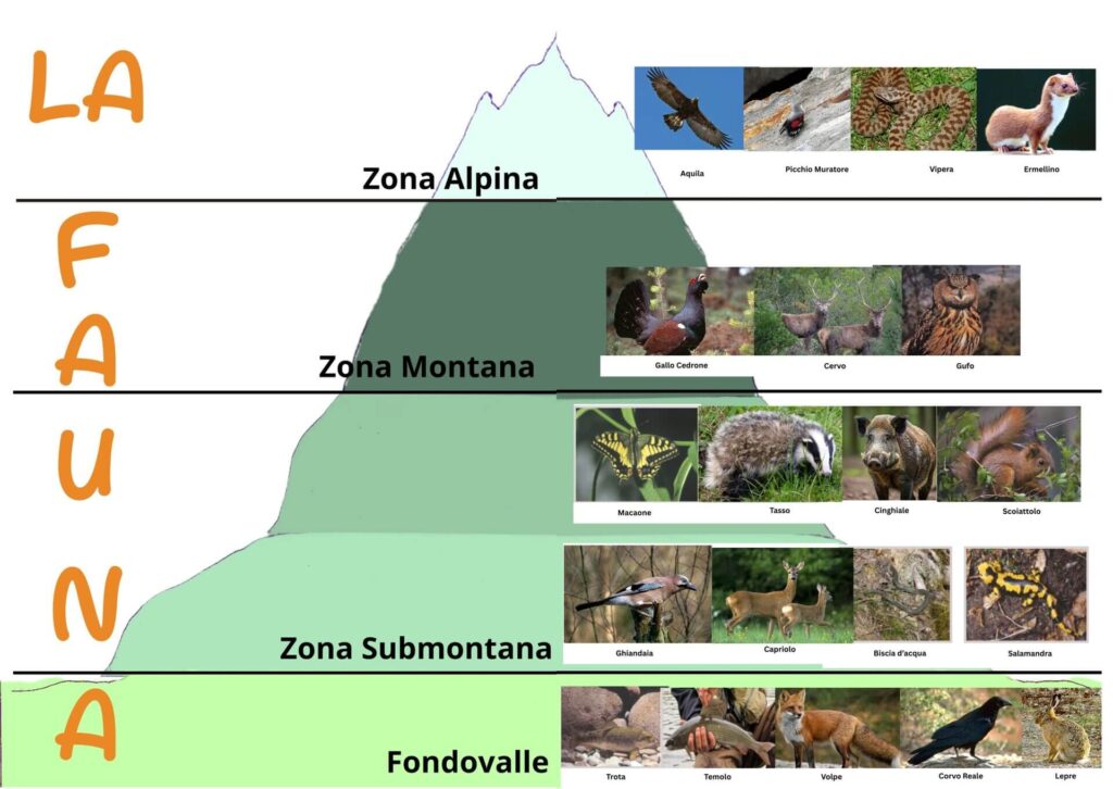 fauna di bianzone