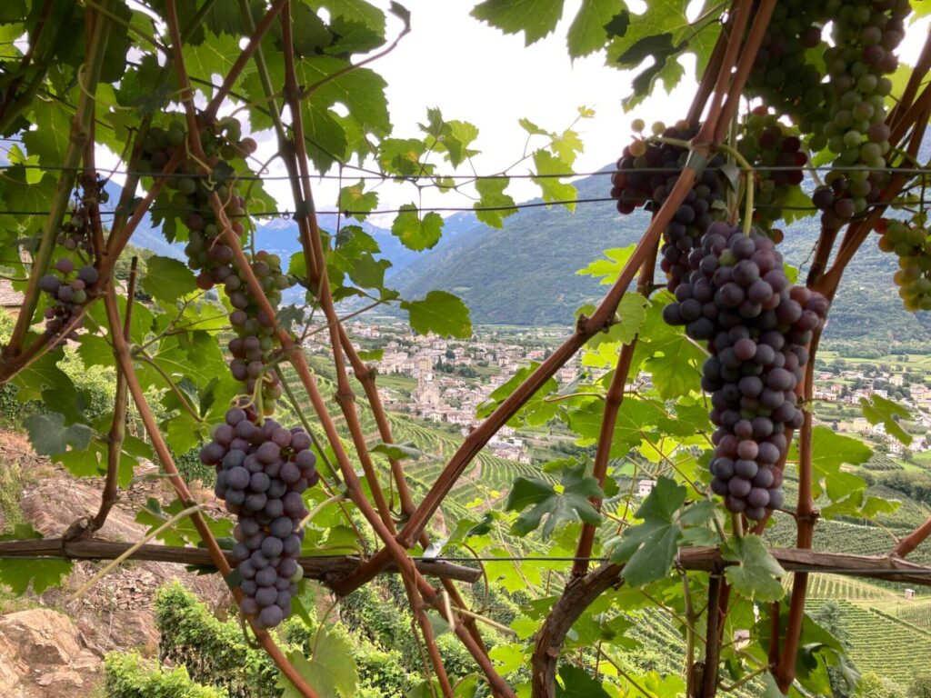 i filari di viti lungo la strada della curta